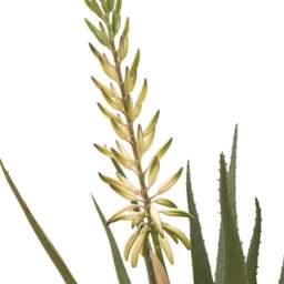 Artificial Aloe Potted Plant With White Flower - DISC Aloe Potted Plant with White Flower - thumbnail 2