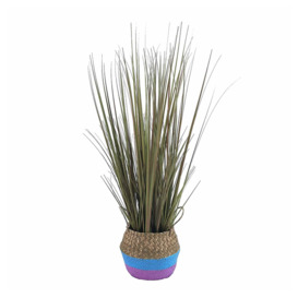 Bayswood Costa Rica Grass in Basket Pot
