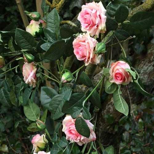Luxury Artificial Flowers Garland With 13 Pink Rose Heads 160cm