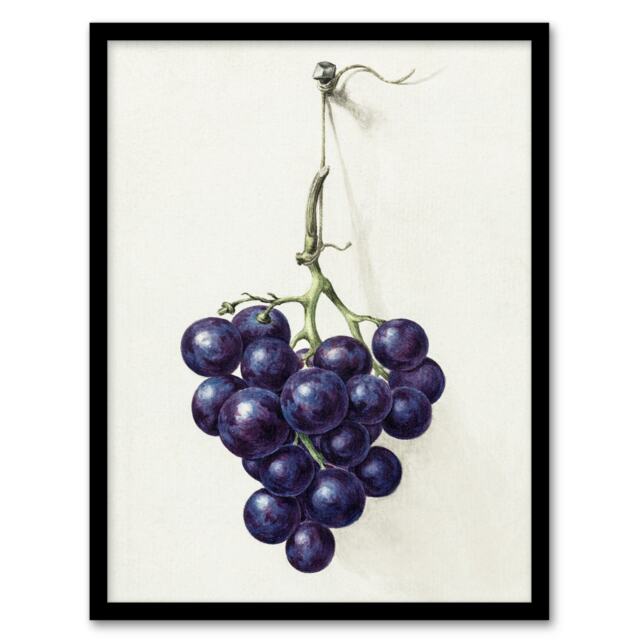 "Bunch of Blue Grapes Oil Jean Bernard Vintage Framed Wall Art Print 12X16"""