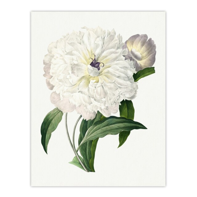 "Peony Flower Illustration Redoute Vintage Huge Wall Art Poster Print 24X32"""