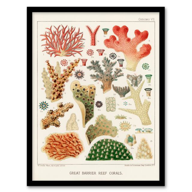 William S Kent Framed Wall Art Great Barrier Reef of Australia Corals Home Décor