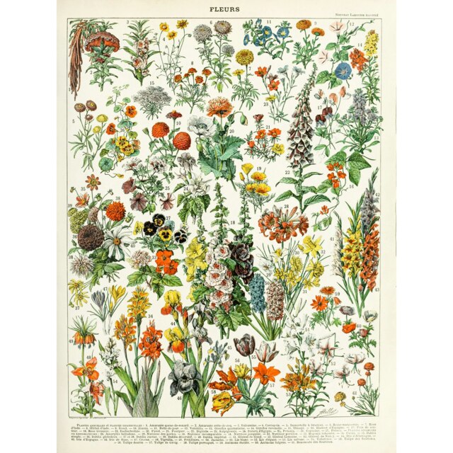 Millot Vintage Floral Botanical Encyclopedia Page Flowers Large Wall Art Print 18x24 Inch Multi
