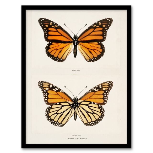 Sherman Denton Framed Wall Art Monarch Butterfly Vintage Illustration Home Décor