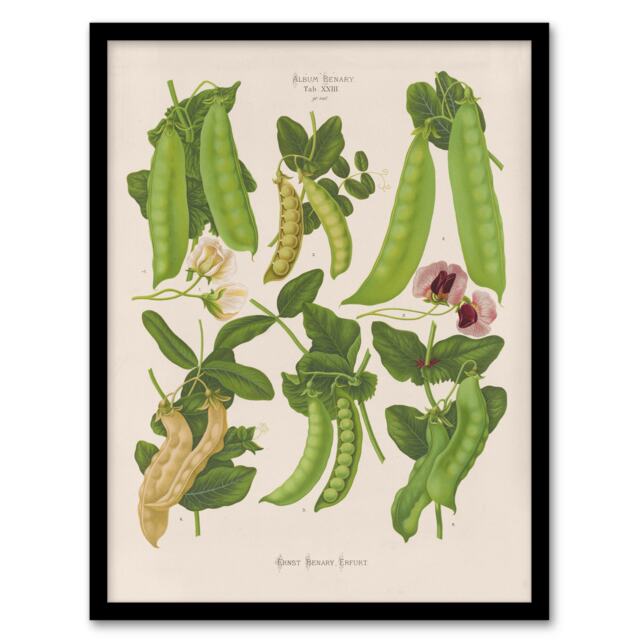 Ernst Benary Sugar Peas Varieties Vintage Botanical Framed Wall Art Print A3