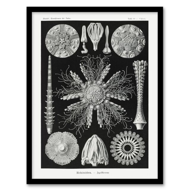 "Sea Urchin Ocean Beach Haeckel Botanical Framed Wall Art Print 12X16"""