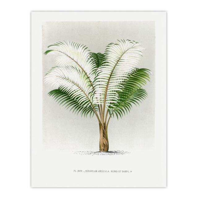 "Ceroxylon Anticola Palm Tree Kerchove Huge Wall Art Poster Print 24X32"""