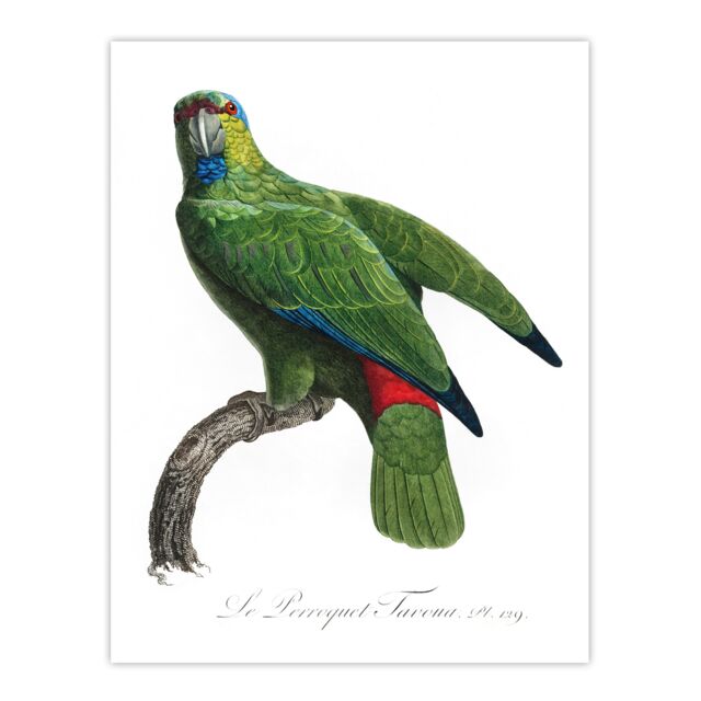 "The Festive Amazon Parrot Levaillant Wall Art Poster Print 12X16"""