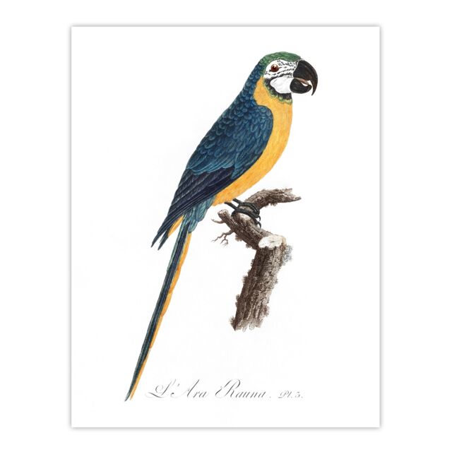 "Blue and Yellow Macaw Parrot Levaillant Huge Wall Art Poster Print 24X32"""