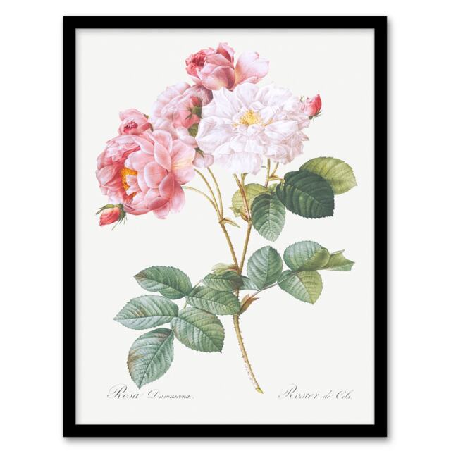 Redoute Framed Wall Art Vintage Pink Rosebush Flowers Illustration Home Décor