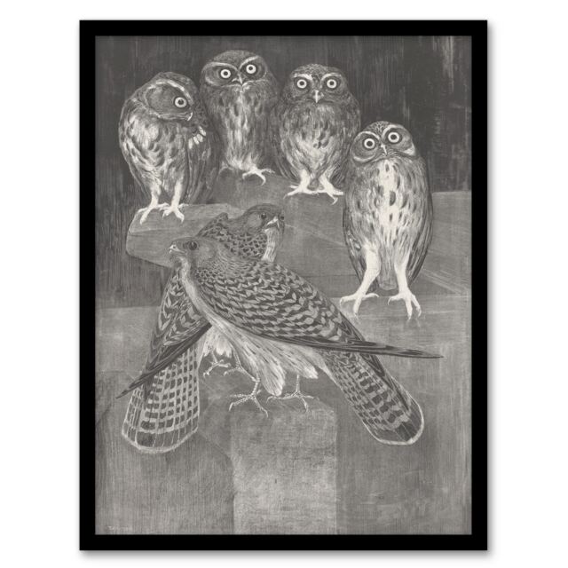 Theo van Hoytema Framed Wall Art Print Four Owls and Two Kestrels Home Décor