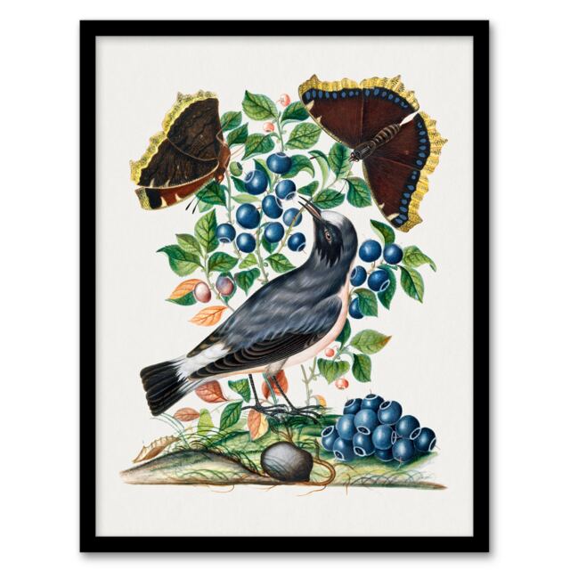 "Northern Wheatear and Mourning Cloak Bolton Framed Wall Art Print 12X16"""