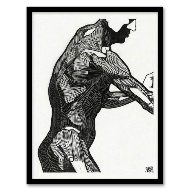 Reijer Stolk Anatomical Study Of a Mans Lateral Muscles Framed Wall Art Print A3