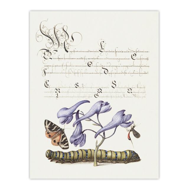 "Butterfly Caterpillar and Flower Calligraphy Wall Art Poster Print 12X16"""