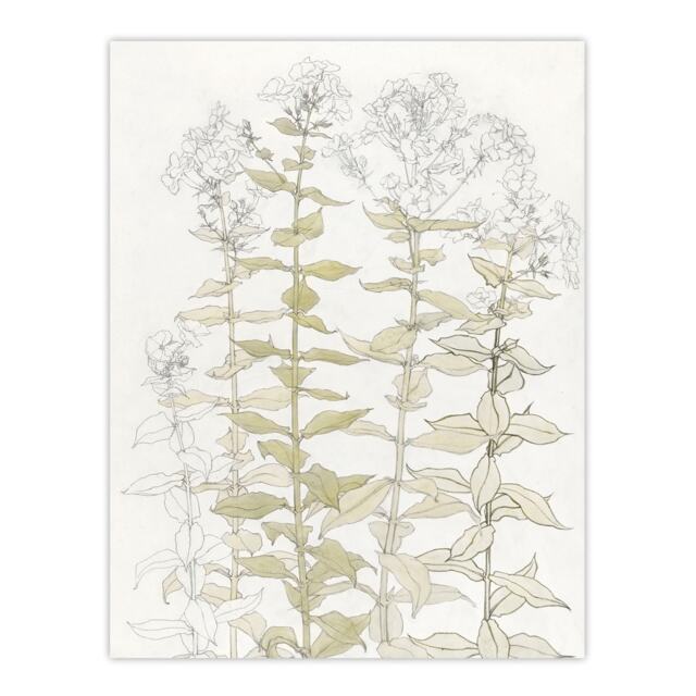 "Phlox Colour Sketch of Flowers Vintage Wall Art Print Graag 12x16"""