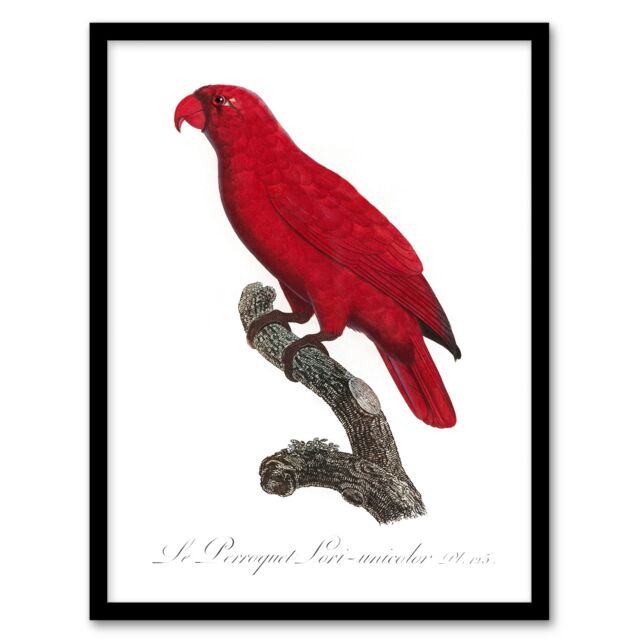 "The Cardinal Lory Parrot Francois Levaillant Framed Wall Art Print 12X16"""