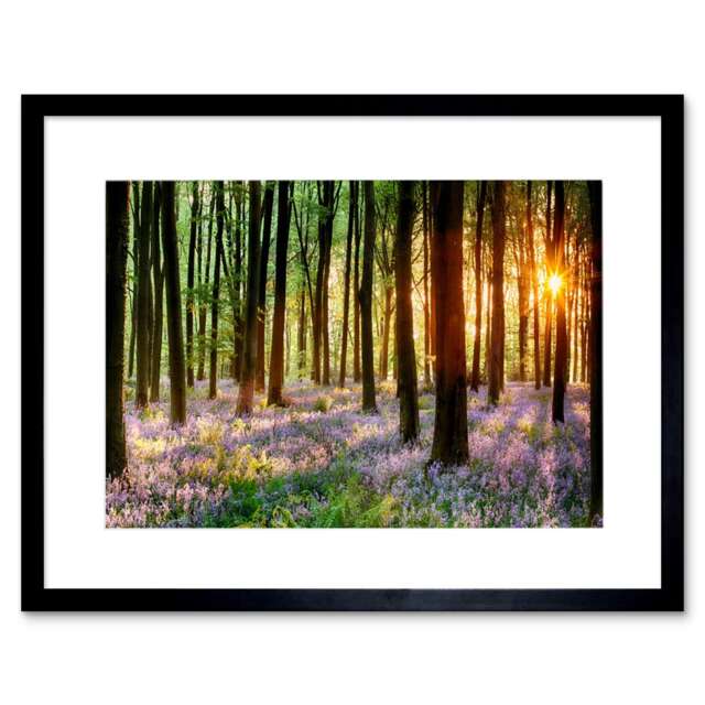"Bluebell Wood Sunrise Tree Living Room Home Decor 12x16"" Framed Wall Art Print"