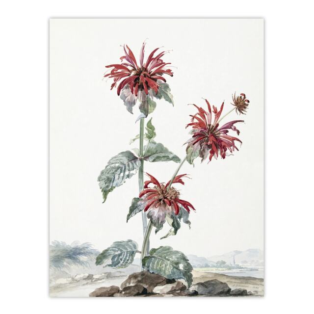 Red Bergamot Flowers in a Landscape Schouman Huge Wall Art Print 18X24 In