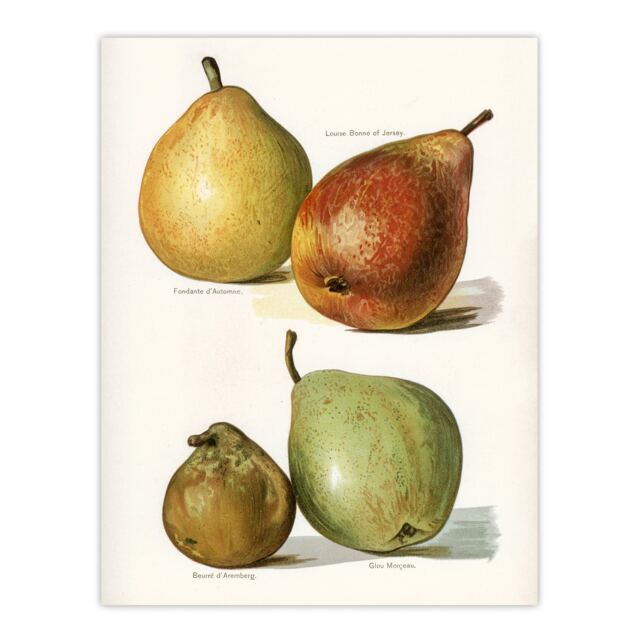 "Four Pear Varieties Vintage Illustration Wright Wall Art Poster Print 12X16"""