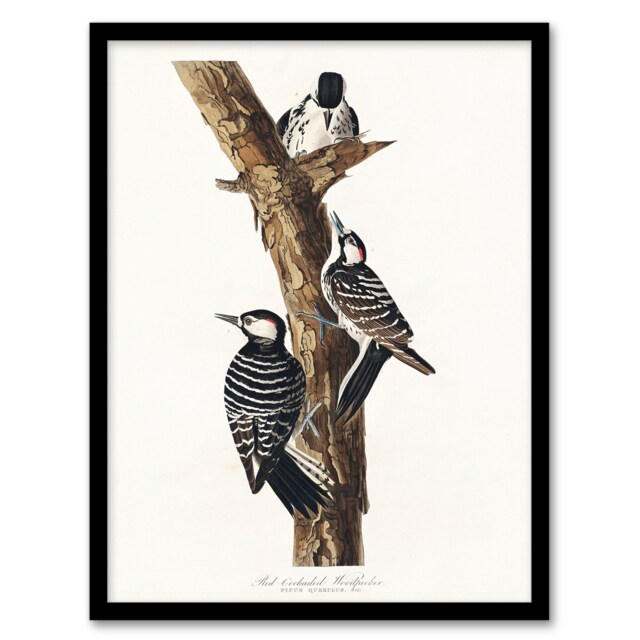 John James Audubon Framed Wall Art Print Red Cockaded Woodpecker Home Décor