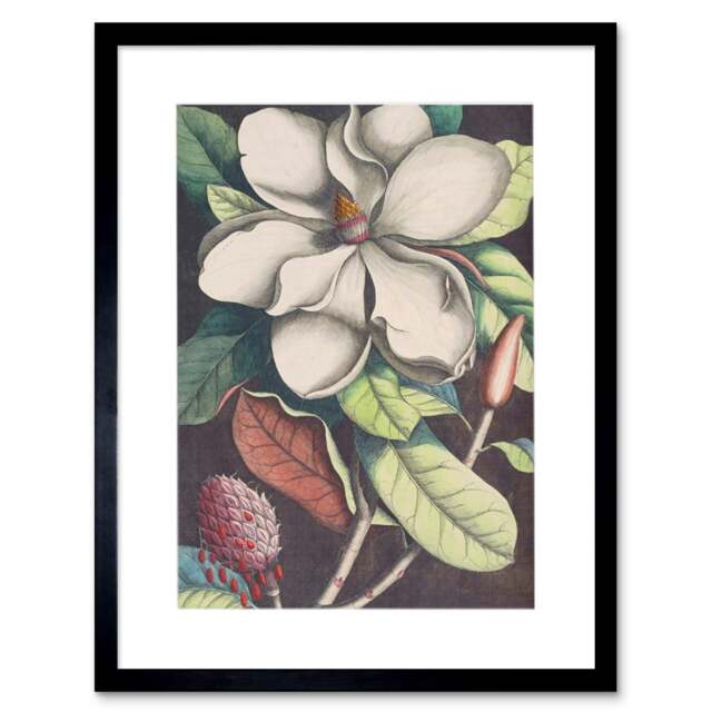 "Flower Magnolia Botany Living Room Home Decor 12x16"" Framed Wall Art Print"