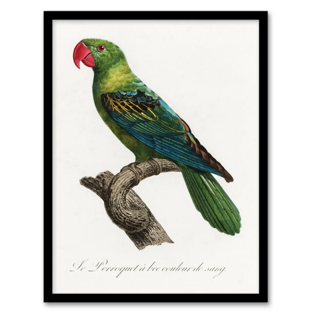 "The Great Billed Parrot Francois Levaillant Framed Wall Art Print 12X16"""