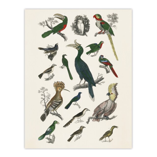 "Various Birds Illustration Goldsmith Vintage Wall Art Poster Print 12X16"""