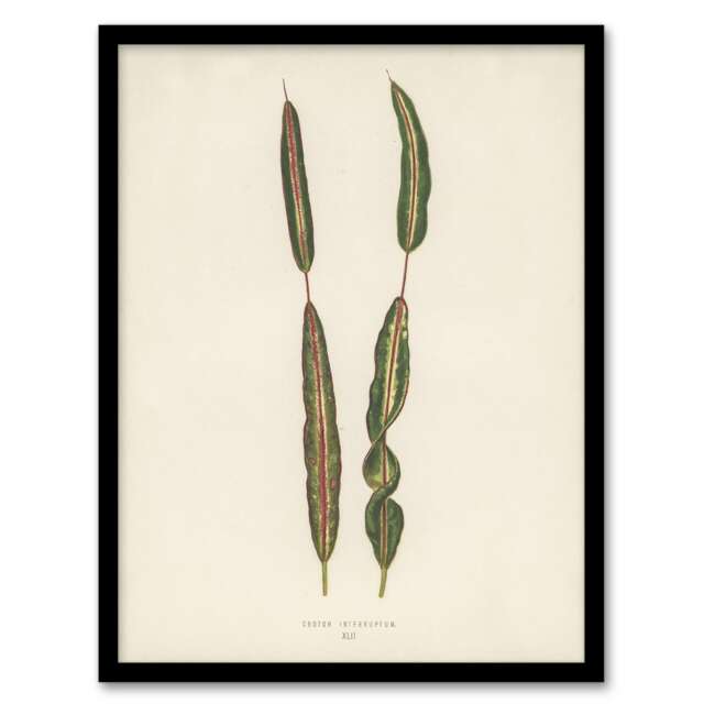 "Vintage Botanical Croton Interruptum Leaf Fawcett Framed Wall Art Print 12X16"""