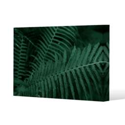 Plants background. Biophilia trend (Canvas Print) Cream