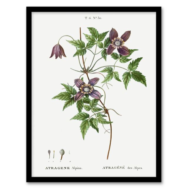 "Alpine Clematis Flower Redoute Vintage Framed Wall Art Print 12X16"""