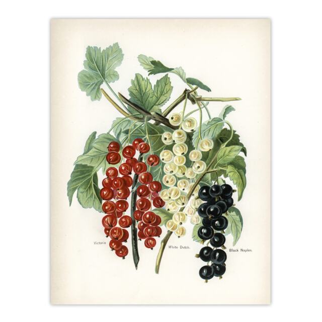 "Black Naples Victoria White Dutch Currants Wright Wall Art Poster Print 24X32"""