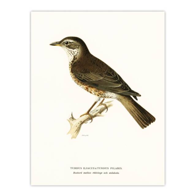 "Redwing Bird Turdus Iliacus Von Wright Vintage Huge Wall Art Poster Print 24X32"""