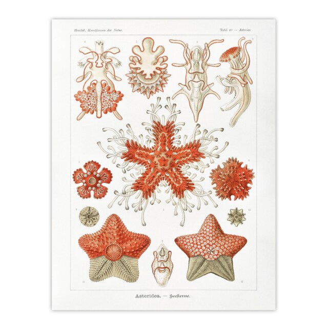 "Asteroidea Starfish Sea ocean Haeckel Botanical Huge Wall Art Poster 24X32"""