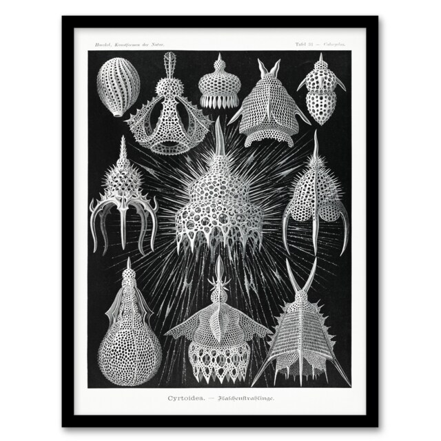 Ernst Haeckel Framed Wall Art Print Crytoidea Marine Microorganisms Home Décor