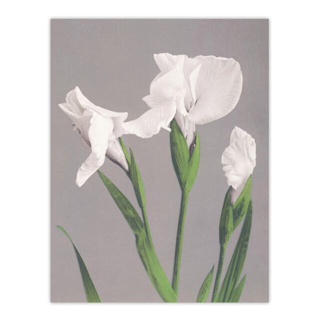 "White Irises Blooming Flowers Retro Japan Wall Art Print Kazumasa 18x24"""