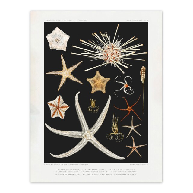 "Varieties of Marine Life Starfish Albert I Wall Art Poster Print 12X16"""