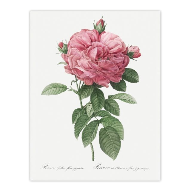 "Giant Gallica Rose Floral Redoute Vintage Huge Wall Art Poster Print 24X32"""