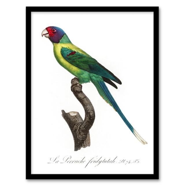 "The Plum Headed Parakeet Francois Levaillant Framed Wall Art Print 12X16"""