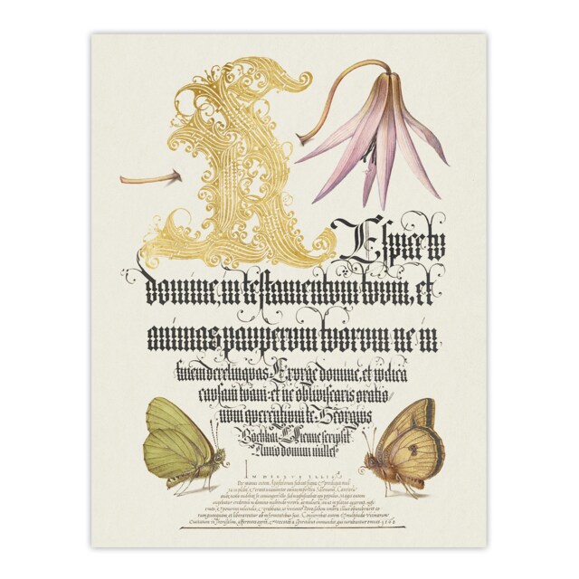 "Dog Tooth Violet and Butterflies Calligraphy Huge Wall Art Poster Print 24X32"""