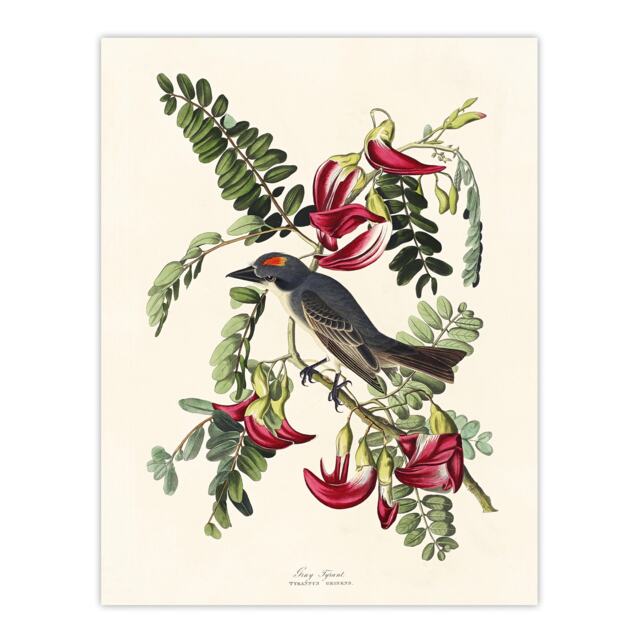 "Birds of America Piping Flycatcher Audubon Huge Wall Art Poster Print 24X32"""