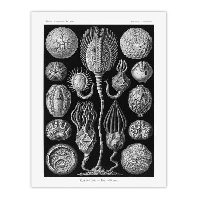 "Cystoidea Pouch Stars Marine Life Haeckel Wall Art Poster Print 12X16"""