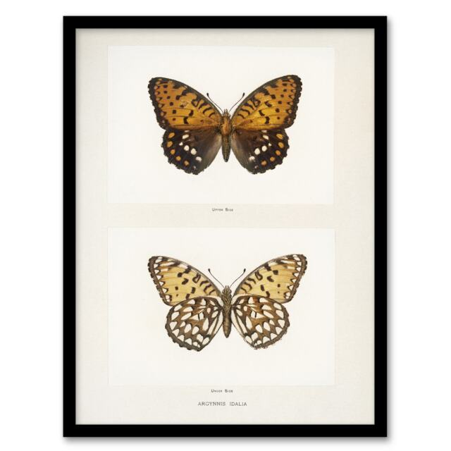 "Regal Fritillary Butterfly Sherman Denton Framed Wall Art Print 12X16"""