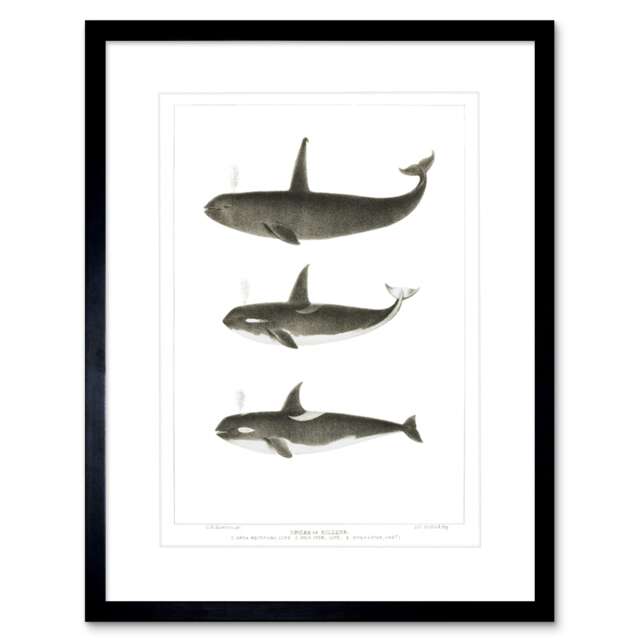 "Three Orca Killer Whales Nature Ocean Sea Life 9x7"" Black Framed Wall Art Print"