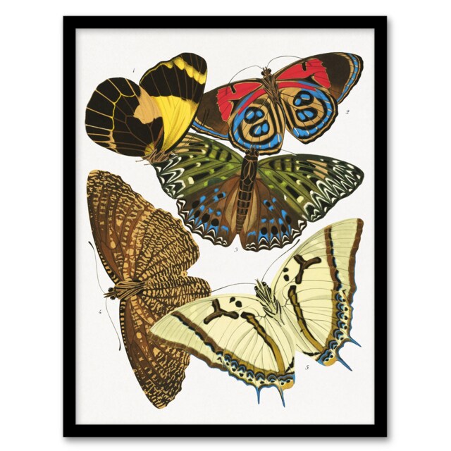 "Butterflies Papillons Vintage Framed Wall Art Print Eugene Seguy 12x16"""