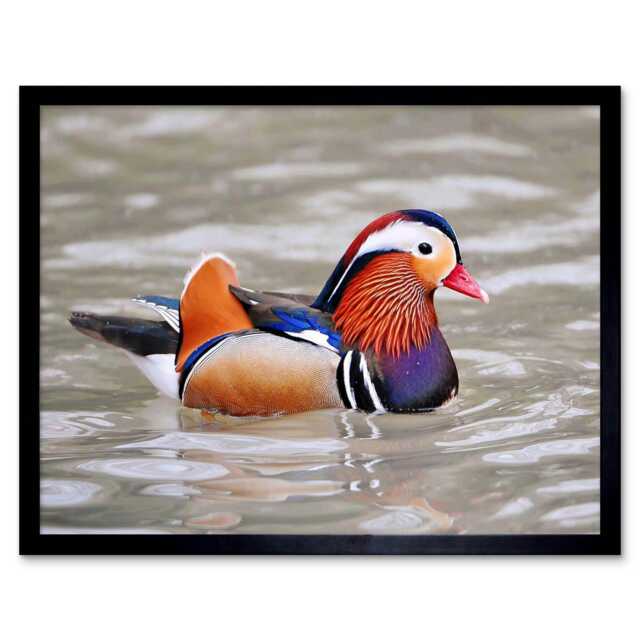 "Animal Bird Male Mandarin Duck Home Decor 12x16"" Framed Wall Art Print"
