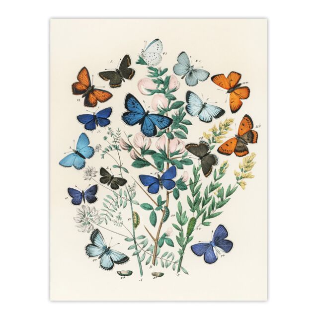 "Blue and Orange Butterflies Kirby Vintage Huge Wall Art Poster Print 24X32"""