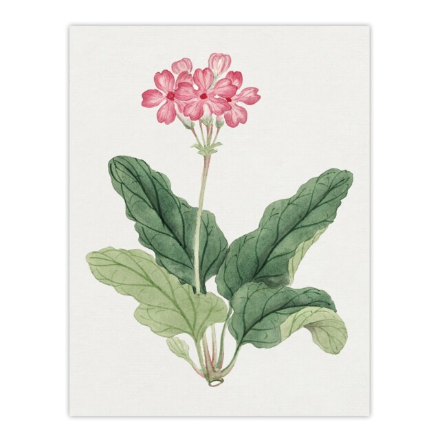 "Sakura Flower Wall Art Print Vintage Japanese Botanical 12x16"""