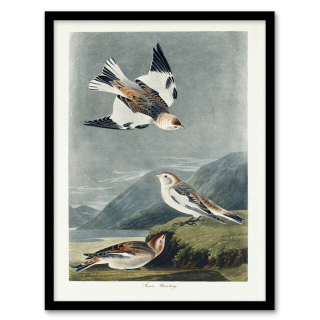 John James Audubon Framed Wall Art Birds of America Snow Bunting Home Décor