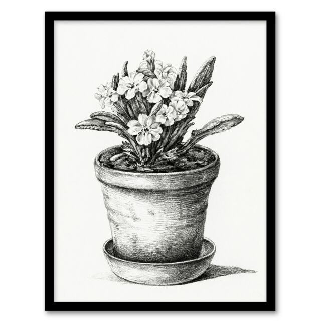 "Potted Flowering Plant Pencil Drawing Bernard Framed Wall Art Print 12X16"""