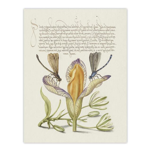"Damselflies on Spanish Iris Calligraphy Wall Art Poster Print 12X16"""